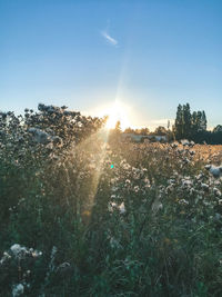 Plants growing on land against bright sun