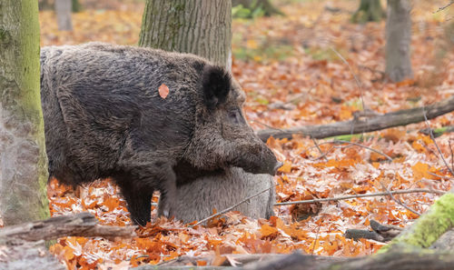 View of an animal during autumn