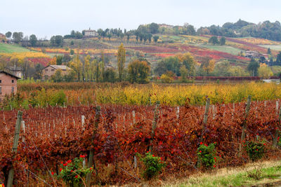 Scenic view of vineyard against sky