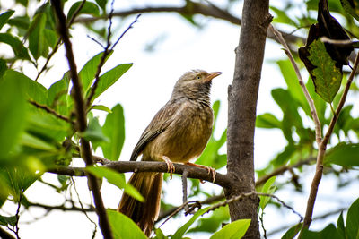 Low angle view of bird perching on tree
