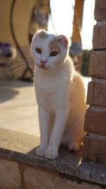 Close-up of cat looking away