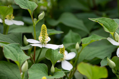 Close-up of white flowering plant