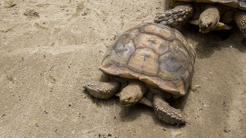 High angle view of turtle on sand
