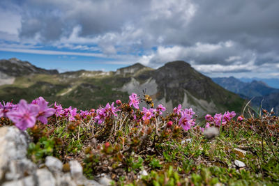 Purple flowering plants on field against mountains