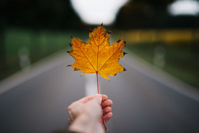 Close-up of hand holding maple leaf