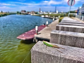 Close-up of lizard on pier