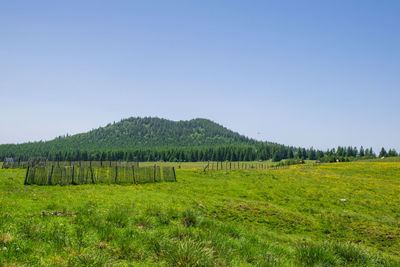 Scenic view of field against clear sky