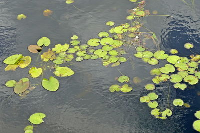 High angle view of lotus water lily in pond