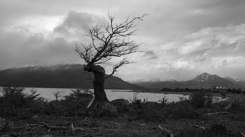 Bare tree on landscape against sky