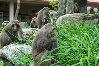 Monkey sitting in a farm