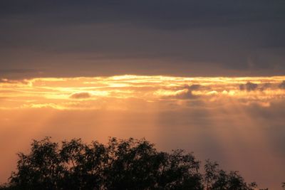 Low angle view of silhouette trees against sky during sunset