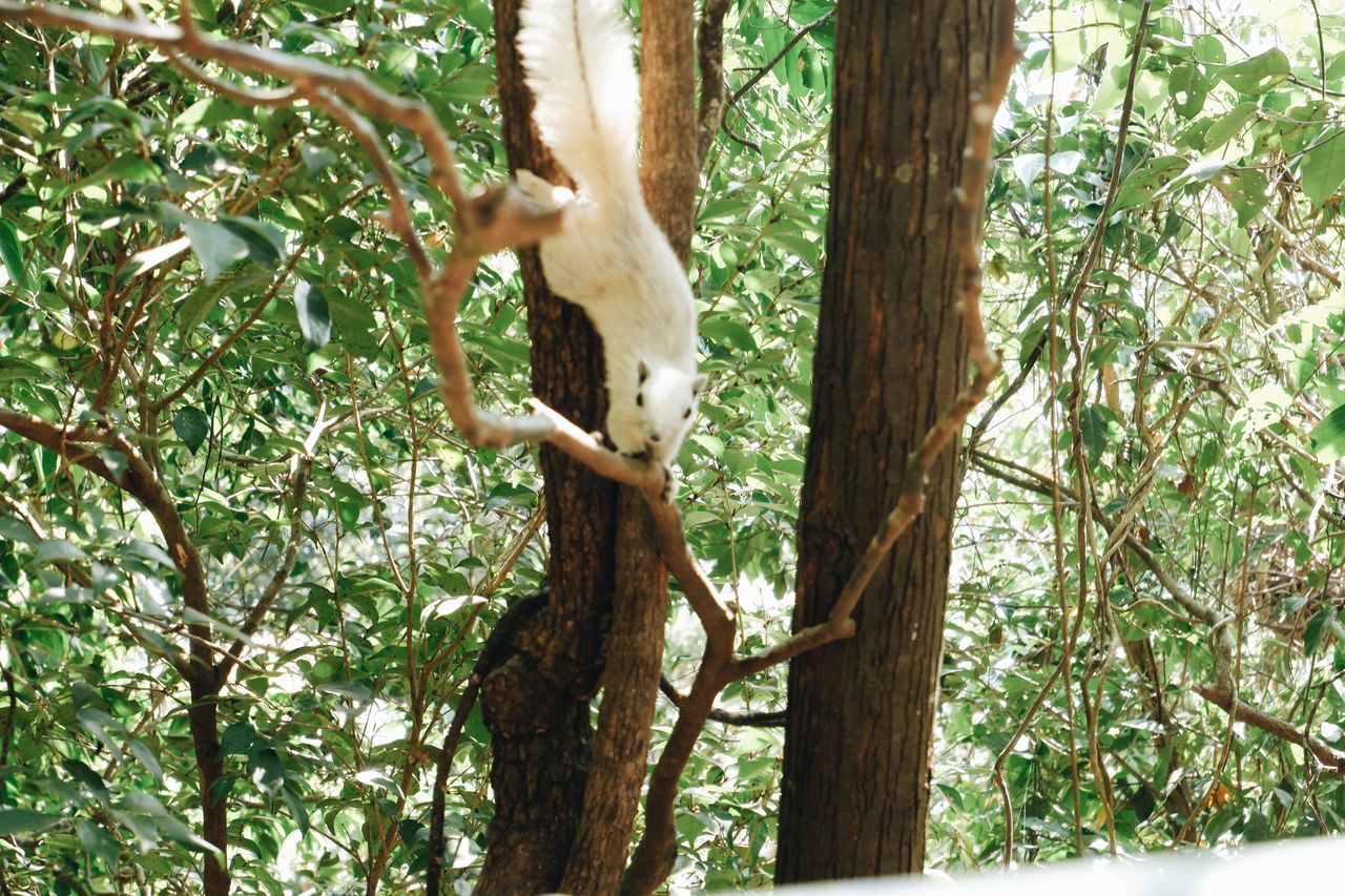 LOW ANGLE VIEW OF A MONKEY ON TREE