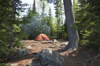 Trees in forest