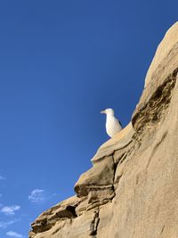 Low angle view of seagull on rock formations against sky