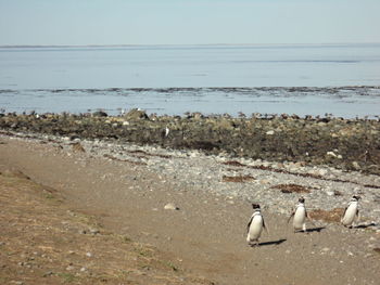 Penguins on shore at beach in isla magdalena national park against sky