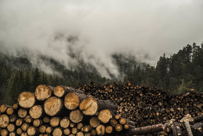 Logs are piled and prepared for transport in pian da lago cortina.