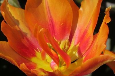 Close-up of orange lily