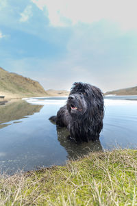 Black dog on field