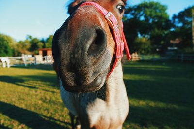 Close-up of horse grazing on field