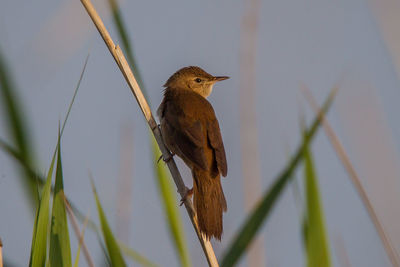 Close-up of bird perching on twig