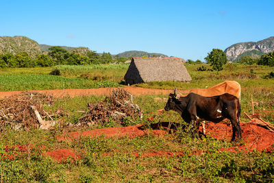 Cows in a field