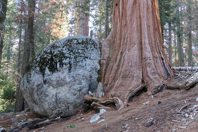 Tree trunk amidst plants in forest