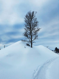 Snow covered tree against sky