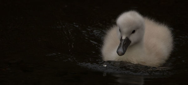 Close-up of swan swimming in lake