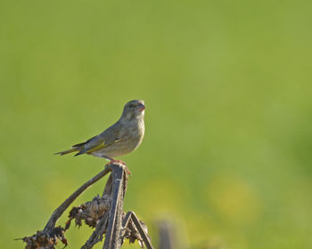 Close-up of bird perching on branch