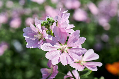 Close-up of pink flowering plant