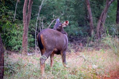 Deer standing in a forest