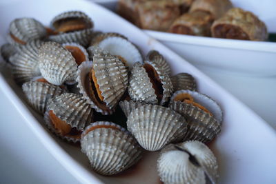 Close-up of seashells