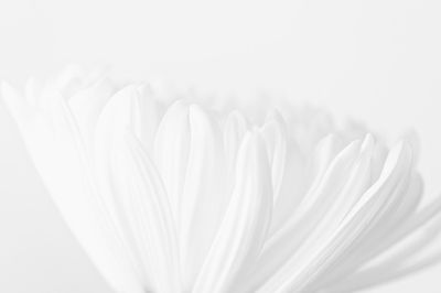 Close-up of white daisy petals