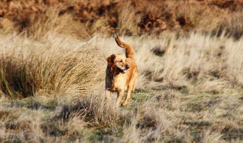 Dog running on grass