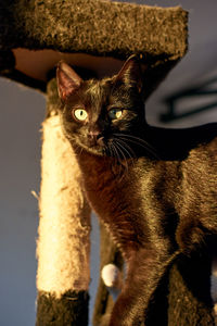 Portrait of cat looking at camera