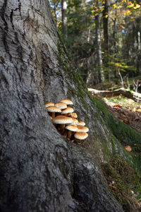 Close-up of mushrooms growing on tree trunk in forest