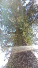 Low angle view of trees