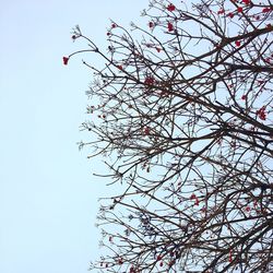 Low angle view of bird flying against clear sky