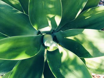 Close-up of succulent plant