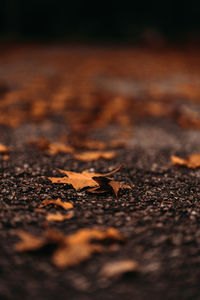 Surface level of dry leaves on road
