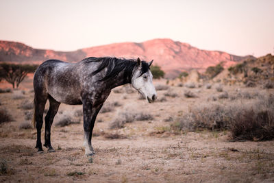 View of horse on field