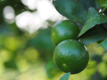 Close-up of fruits growing on tree