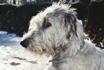 Close-up of dog outdoors