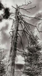 Close-up of tree trunk against sky