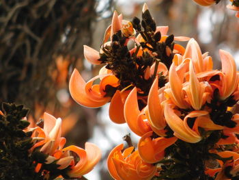 High angle view of orange flowering plants