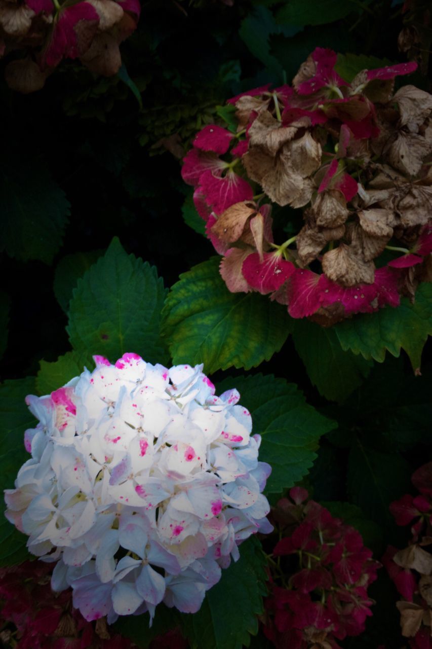 flower, fragility, freshness, petal, growth, flower head, close-up, beauty in nature, pink color, leaf, springtime, season, blossom, in bloom, nature, botany, softness, plant, hydrangea, outdoors, bloom, flowering plant, green, no people, vibrant color, blooming