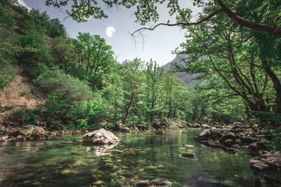 River amidst trees in forest against sky