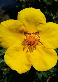 Close-up of yellow flower blooming outdoors