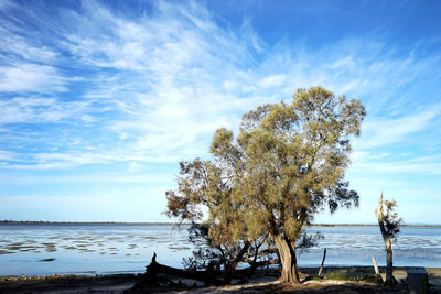 Tree by sea against sky