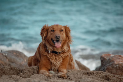 Portrait of a dog on beach